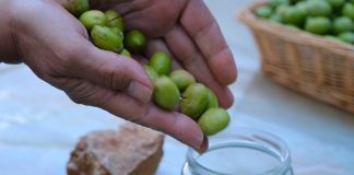 Sofralık Zeytinde Yine Dünya Birincisiyiz Sofralık Zeytinde Yine Dünya Birincisiyiz