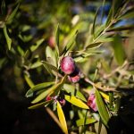 Karaburun Eğlenhoca’da Bir İlk: Dünya’nın İlk ‘Furma’ Zeytin Festivali Yarın Başlıyor! Karaburun Eğlenhoca'da Bir İlk: Dünya'nın İlk 'Furma' Zeytin Festivali Yarın Başlıyor!