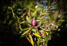 Karaburun Eğlenhoca’da Bir İlk: Dünya’nın İlk ‘Furma’ Zeytin Festivali Yarın Başlıyor! Karaburun Eğlenhoca'da Bir İlk: Dünya'nın İlk 'Furma' Zeytin Festivali Yarın Başlıyor!
