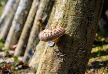 Japonya’da İlk Hasat Şitaki Mantarı 2 Bin 200 Dolara Satıldı Japonya'da İlk Hasat Şitaki Mantarı 2 Bin 200 Dolara Satıldı