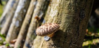 Japonya’da İlk Hasat Şitaki Mantarı 2 Bin 200 Dolara Satıldı Japonya'da İlk Hasat Şitaki Mantarı 2 Bin 200 Dolara Satıldı