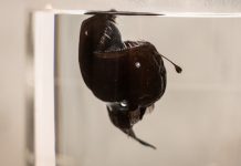 Gizemli Okyanus Canlısı: Siyah Şeytan Balığı İlk Kez Görüntülendi Siyah Şeytan Balığı