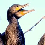 Türkiye’de 131 Sulak Alan Koruma Altında