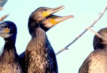 Türkiye’de 131 Sulak Alan Koruma Altında