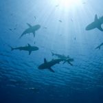 Profesör Doktordan Ege ve Akdeniz’de Görülen Köpek Balıklarıyla İlgili Uyarı! Köpek Balığı