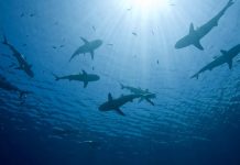 Profesör Doktordan Ege ve Akdeniz’de Görülen Köpek Balıklarıyla İlgili Uyarı! Köpek Balığı