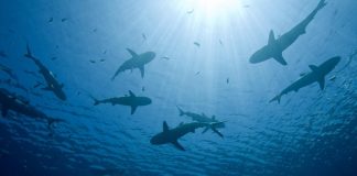 Profesör Doktordan Ege ve Akdeniz’de Görülen Köpek Balıklarıyla İlgili Uyarı! Köpek Balığı