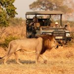 Aslanlar Safari Araçlarına Neden Saldırmaz?