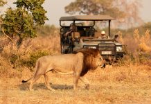 Aslanlar Safari Araçlarına Neden Saldırmaz?