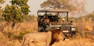 Aslanlar Safari Araçlarına Neden Saldırmaz?
