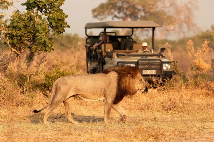 afrika, safari, aslan