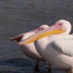 Türkiye’nin Ortasında Kuş Cenneti: Pelikanlar Frig Vadisi’nde