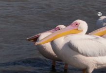 Türkiye’nin Ortasında Kuş Cenneti: Pelikanlar Frig Vadisi’nde