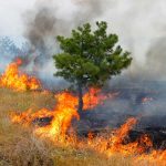 Çanakkaleli Turizmcilerden Orman Yangınları Sonrası Ağaçlandırma Çalışmalarına Destek