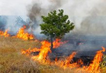 Çanakkaleli Turizmcilerden Orman Yangınları Sonrası Ağaçlandırma Çalışmalarına Destek