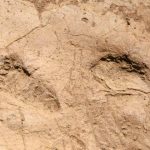 Hatay’da 7 Bin Yıllık İnsan Ayak İzleri Bulundu