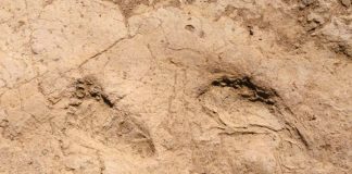 Hatay’da 7 Bin Yıllık İnsan Ayak İzleri Bulundu